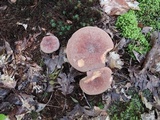 Lactifluus corrugis image