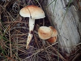 Rhodocollybia maculata image