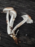 Rhodocollybia maculata image