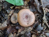 Lactarius quietus image