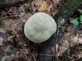 Entoloma abortivum image