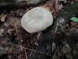 Entoloma abortivum image
