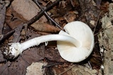 Amanita albocreata image