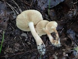 Tricholoma fulvum image