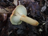 Lactifluus hygrophoroides image