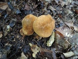 Gyroporus castaneus image