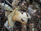Gyroporus castaneus image