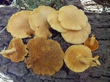 Tricholomopsis sulphureoides image