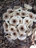 Leucoagaricus meleagris image