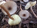 Leucoagaricus meleagris image