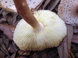 Leucoagaricus meleagris image