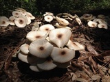 Leucoagaricus meleagris image