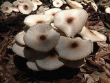 Leucoagaricus meleagris image