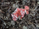 Russula pulchra image