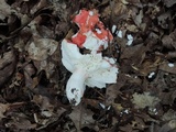 Russula pulchra image