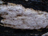 Oxyporus corticola image