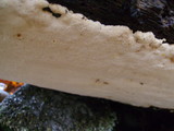 Oxyporus corticola image