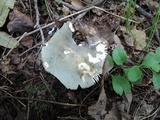 Russula aeruginea image