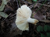 Russula aeruginea image