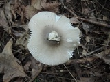 Amanita sect. Vaginatae image