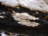 Oxyporus corticola image