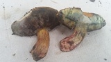 Boletus luridellus image