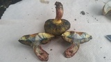 Boletus luridellus image