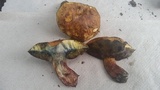 Boletus luridellus image