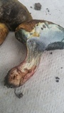 Boletus luridellus image