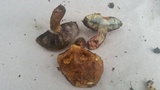 Boletus luridellus image