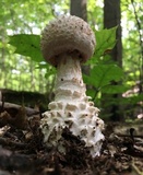 Amanita subcokeri image