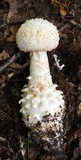 Amanita subcokeri image