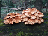 Pholiota squarrosoides image