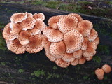 Pholiota squarrosoides image
