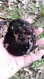 Inonotus dryadeus image