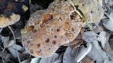 Inonotus dryadeus image