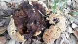 Inonotus dryadeus image