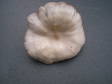 Clitocybe tarda image