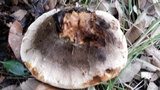Inonotus dryadeus image