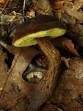 Boletellus chrysenteroides image