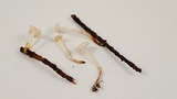 Marasmius calhouniae image