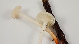 Marasmius calhouniae image