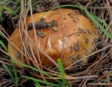 Russula foetens image