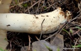 Russula foetens image