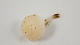 Marasmius calhouniae image