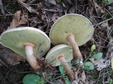 Caloboletus inedulis image