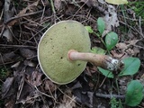 Caloboletus inedulis image