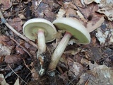 Caloboletus inedulis image