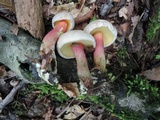 Caloboletus inedulis image