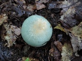 Russula parvovirescens image
